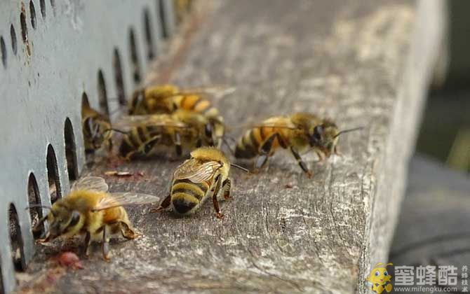 什么是中华蜜蜂云翅病毒病？