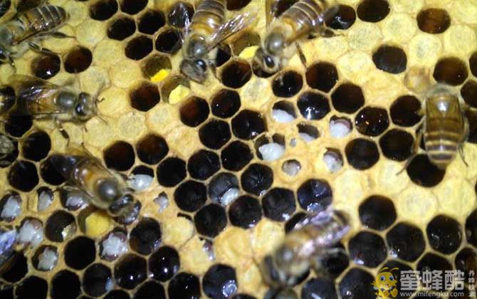 什么是中蜂大幼虫病？中蜂幼虫病图片及诊断