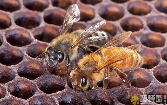 中华蜜蜂卷翅病是什么原因造成的(图1)