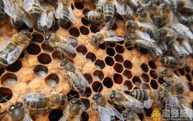 中华蜜蜂蛹病死蛹病的症状与治疗