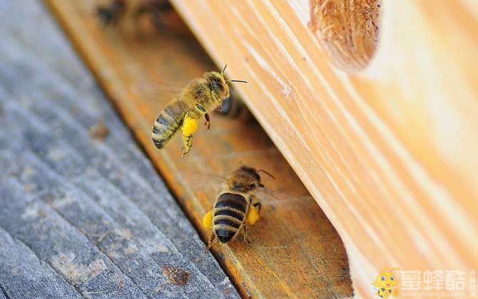 中华蜜蜂爬蜂病综合征最佳几种治疗方法