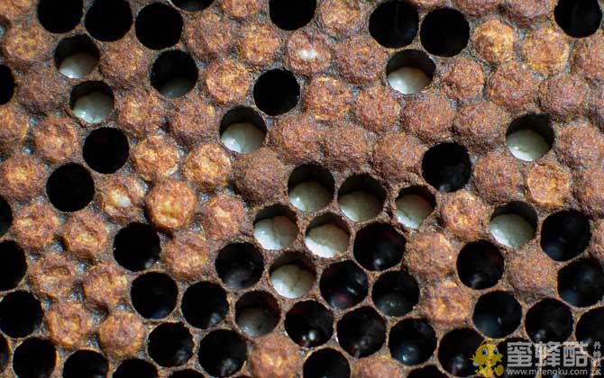 蜜蜂黄曲霉病怎么治疗?蜜蜂常见病和常用药(图3)
