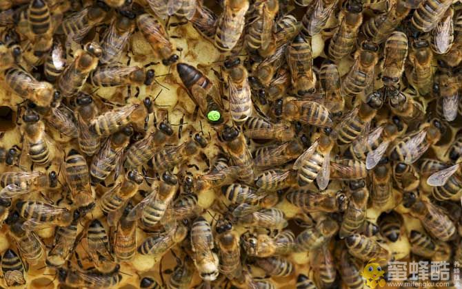 蜜蜂中毒的症状：败血病症如何防治(图1)