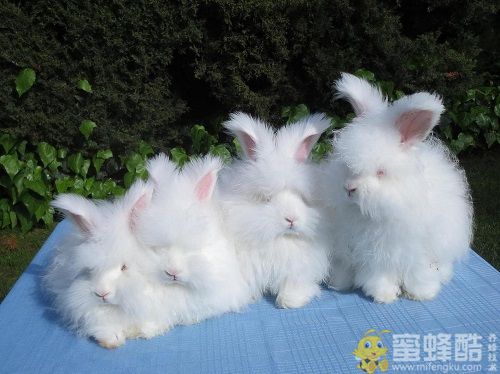 夏季养长毛兔需要注意什么?