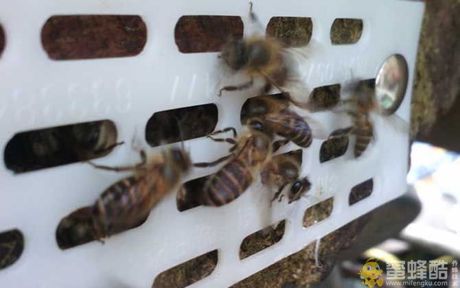 新蜜蜂认巢一般几天？幼蜂出房几天认巢试飞